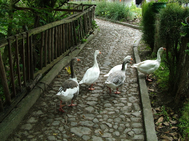 DSCF2615.JPG
