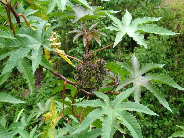 DSCF2617.JPG