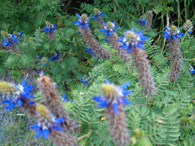 DSCF2632.JPG