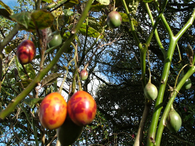 DSCF2641.JPG