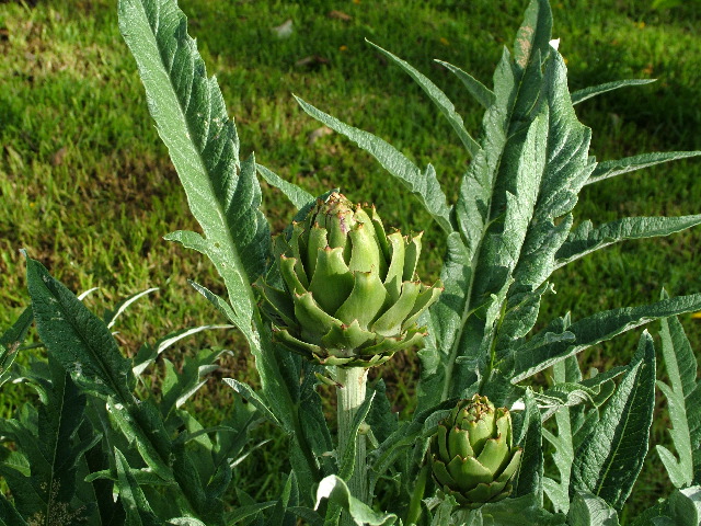 DSCF2643.JPG