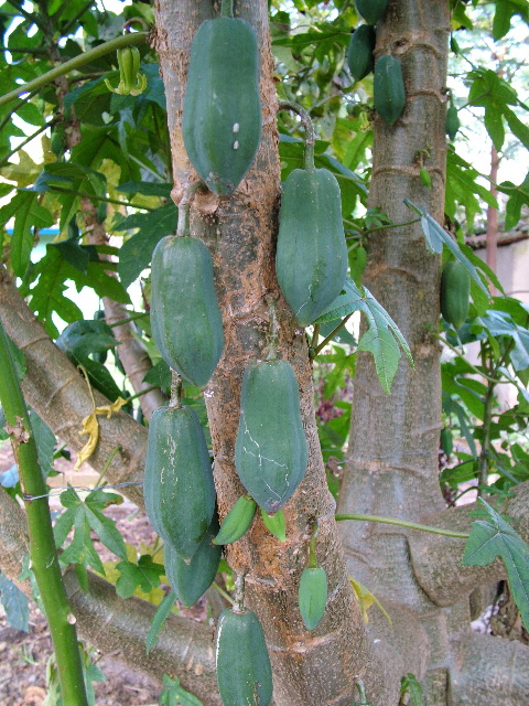 DSCF2645.JPG