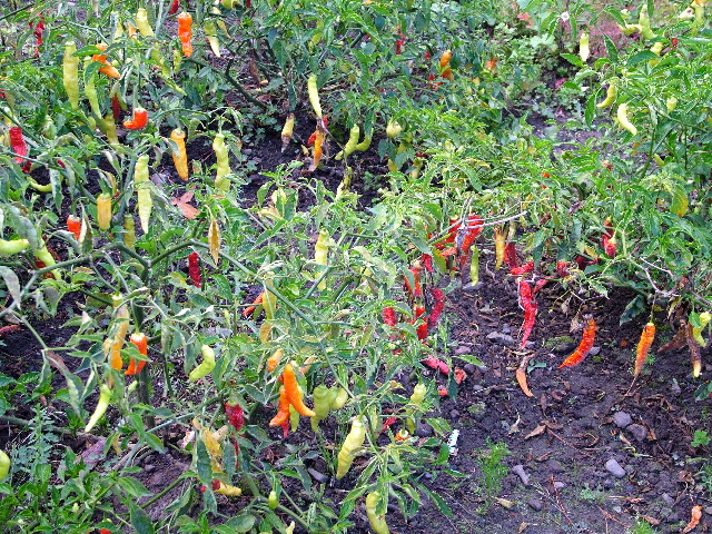 DSCF2647.JPG