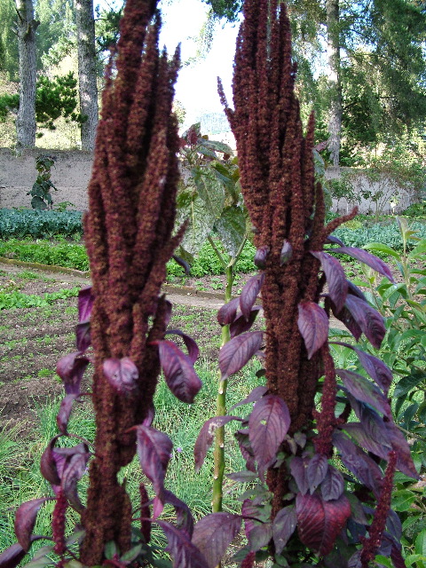 DSCF2649.JPG
