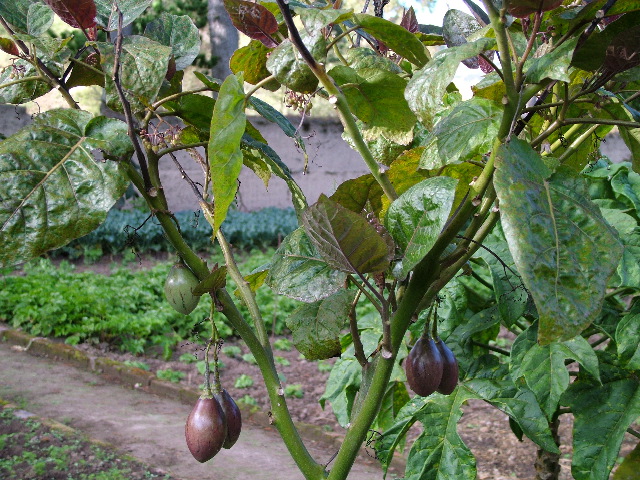 DSCF2650.JPG