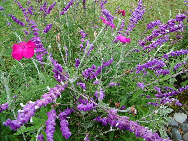 DSCF2654.JPG