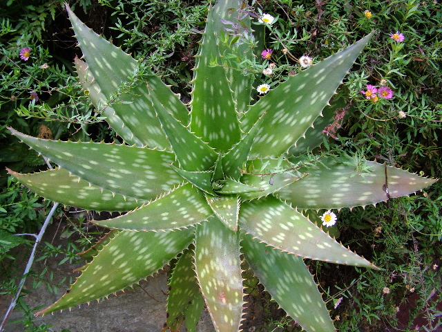 DSCF2656.JPG
