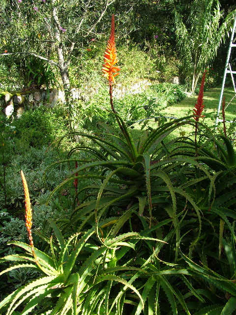 DSCF2659.JPG