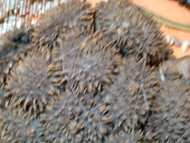 DSCF2530.JPG
