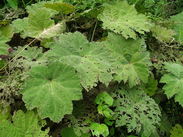 DSCF2751.JPG