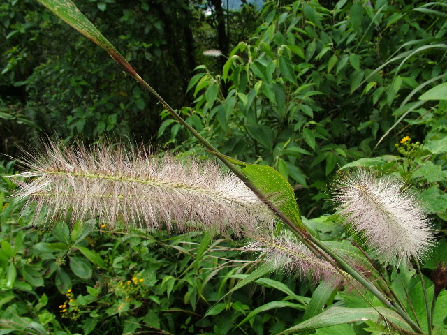 DSCF2753.JPG
