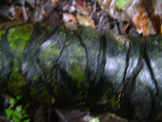 DSCF2907.JPG