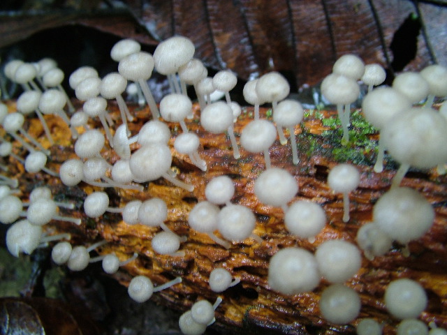 DSCF2915.JPG