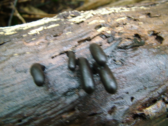 DSCF2928.JPG