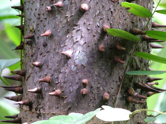 DSCF2935.JPG