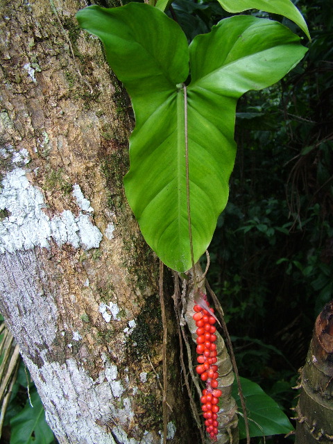 DSCF2936.JPG