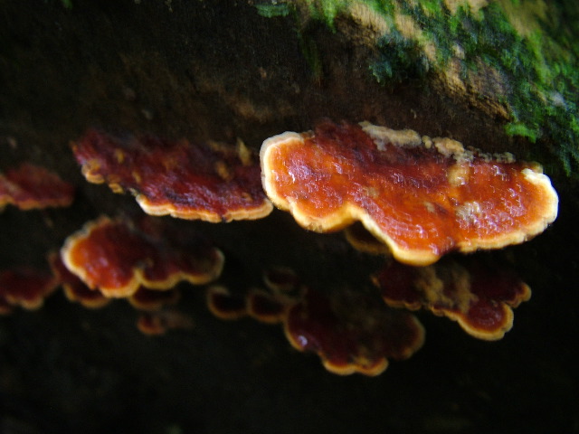 DSCF2954.JPG