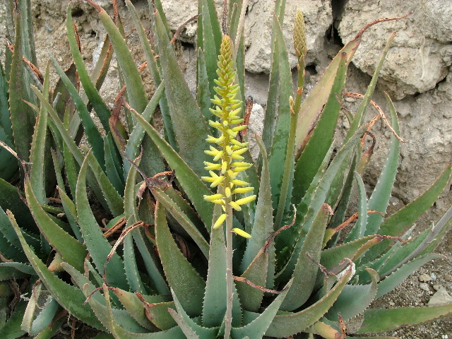 DSCF2553.JPG