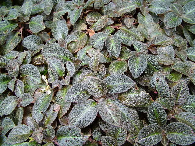 DSCF3065.JPG