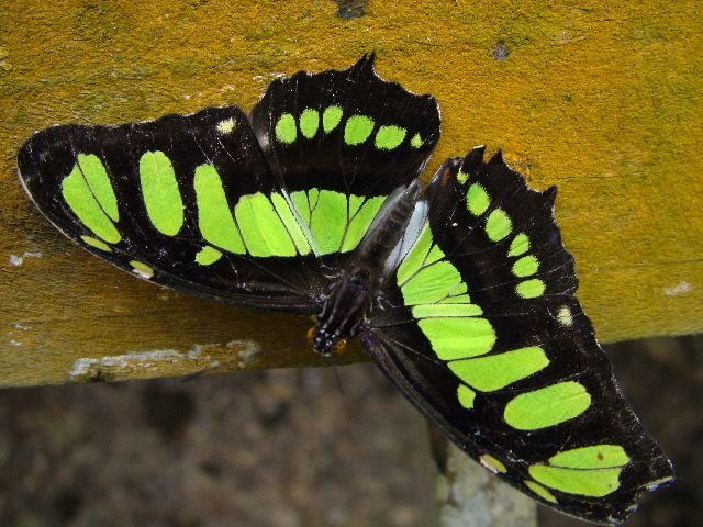 DSCF3067.JPG