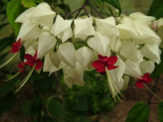 DSCF3075.JPG