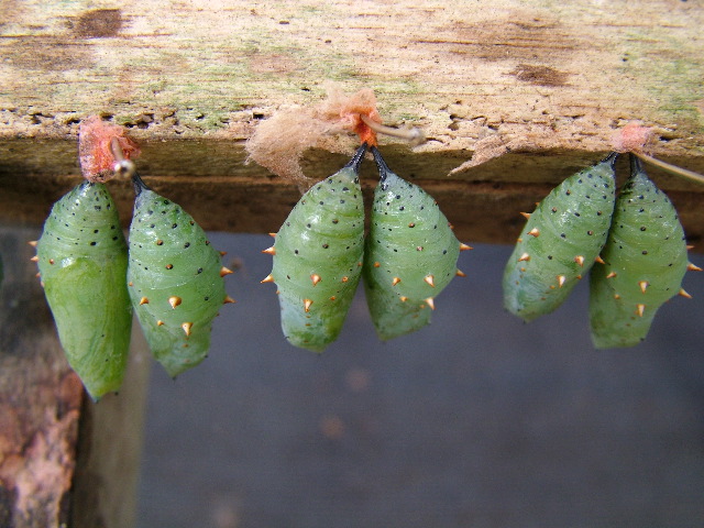 DSCF3079.JPG