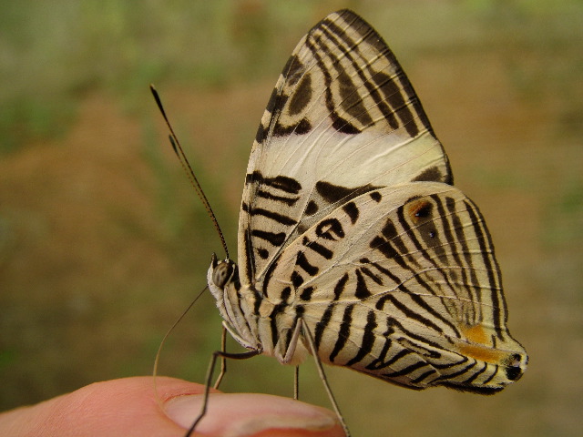 DSCF3084.JPG