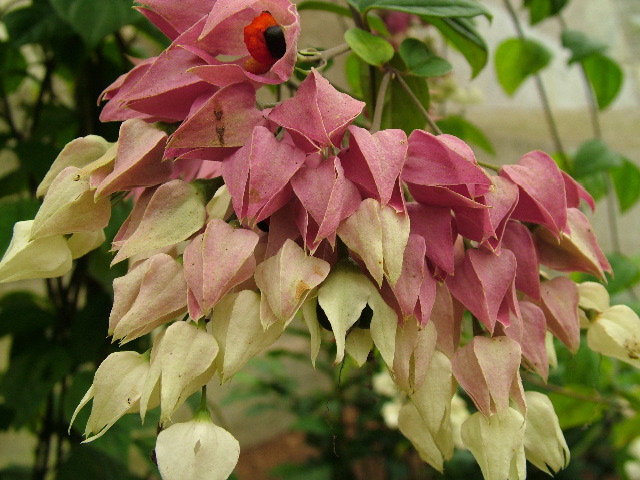 DSCF3088.JPG