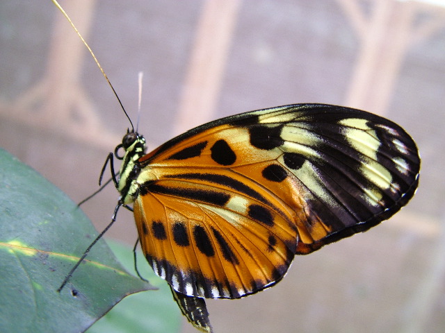 DSCF3090.JPG
