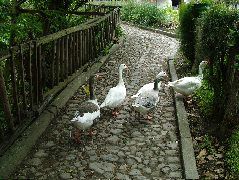DSCF2615.JPG