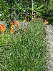 DSCF2616.JPG