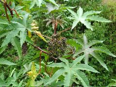 DSCF2617.JPG