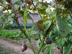 DSCF2650.JPG