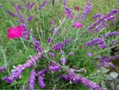 DSCF2654.JPG
