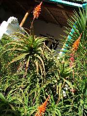 DSCF2657.JPG