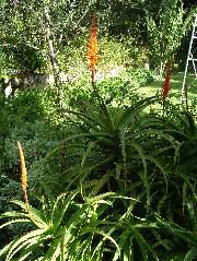 DSCF2659.JPG