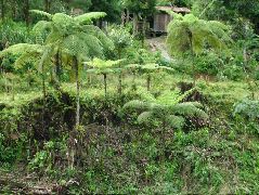 DSCF2735.JPG