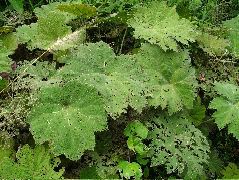 DSCF2751.JPG