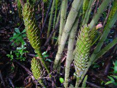 DSCF2806.JPG