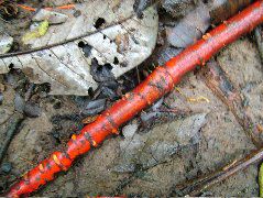 DSCF2904.JPG