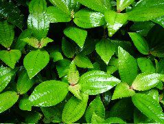 DSCF2905.JPG