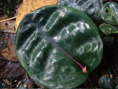 DSCF2946.JPG