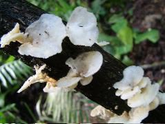 DSCF2951.JPG