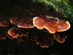 DSCF2954.JPG