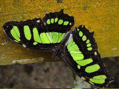 DSCF3067.JPG