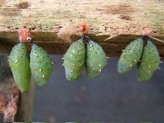 DSCF3079.JPG