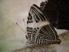 DSCF3083.JPG