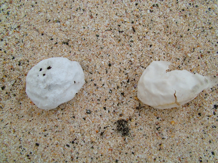 DSCF3305.JPG