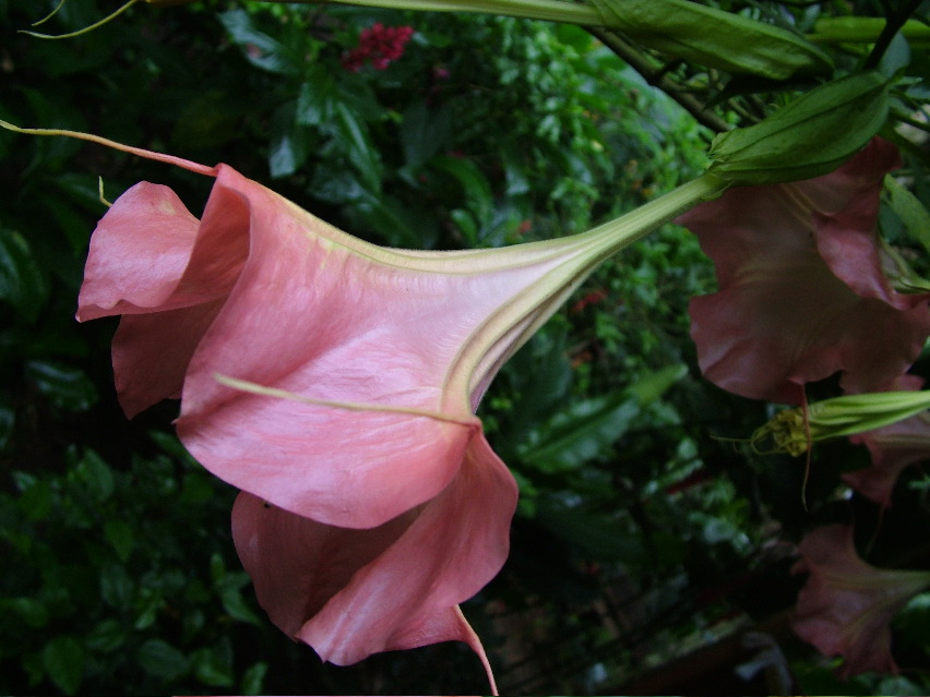 DSCF3140.JPG