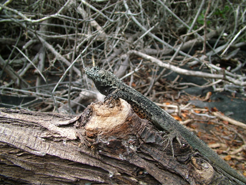 DSCF3451.JPG